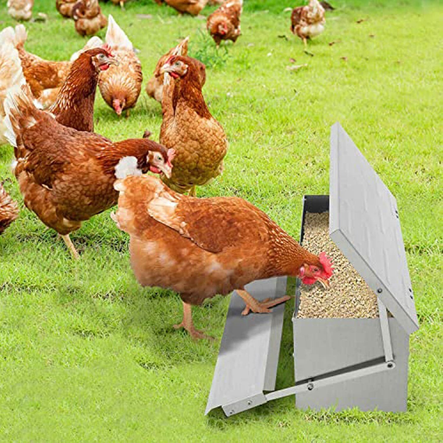 AUTO CHICKEN TREADLE FEEDER POULTRY FOOD BOWL HEN DUCK QUAIL FEED 5KG